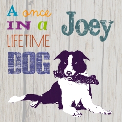 Joey, my once in a lifetime dog